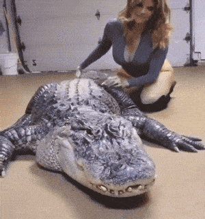 Daily Gifdump Daily Gifdump