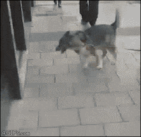 Daily Gifdump Daily Gifdump