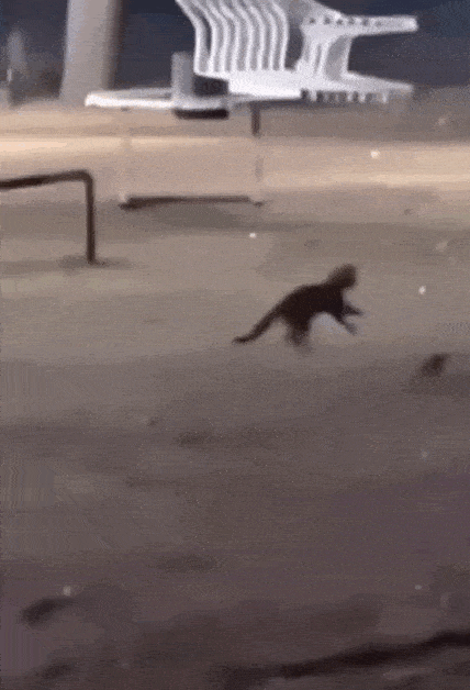 Daily Gifdump Daily Gifdump