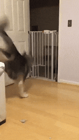 Daily Gifdump Daily Gifdump