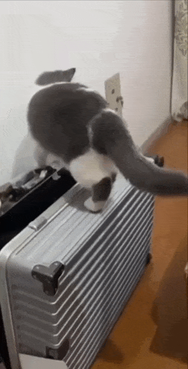 Daily Gifdump Daily Gifdump