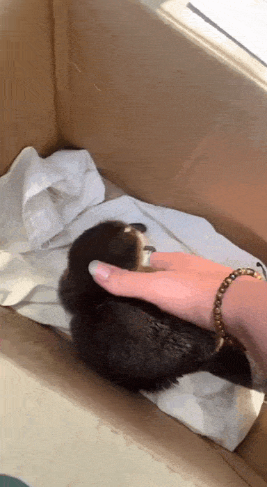 Daily Gifdump Daily Gifdump