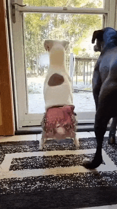 Daily Gifdump Daily Gifdump