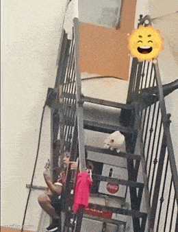 Internet Cats Doing Their Thing