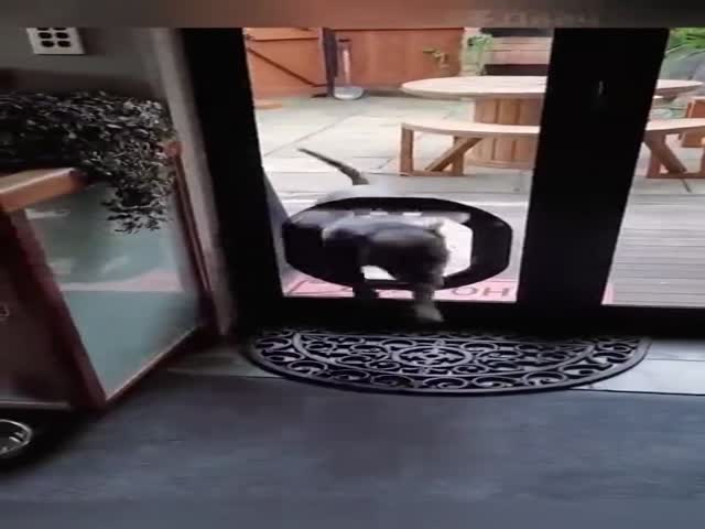 Dogs Can Be Worse Than Cats