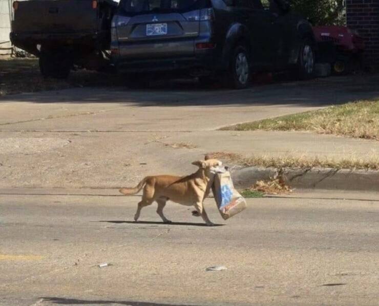 Pawsitively Hilarious Animal Moments