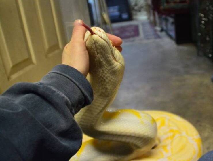 Pawsitively Hilarious Animal Moments