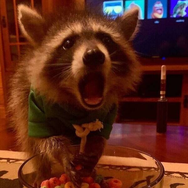 Pawsitively Hilarious Animal Moments