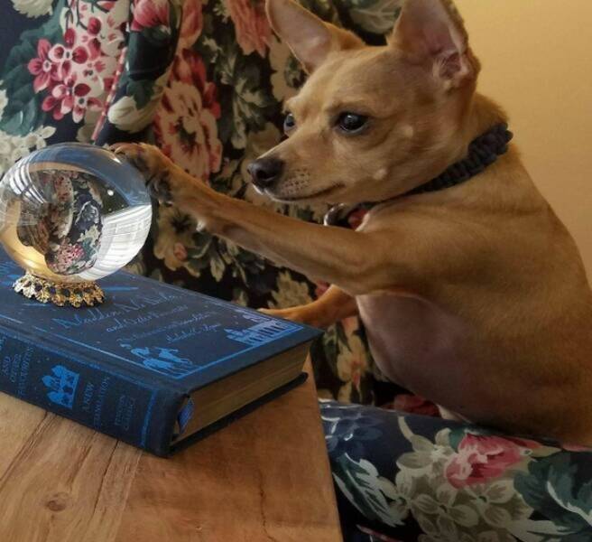 Pawsitively Hilarious Animal Moments