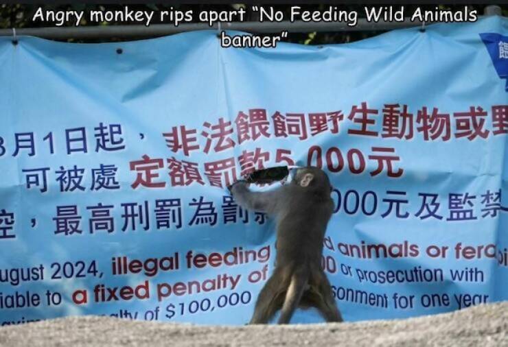 Pawsitively Hilarious Animal Moments