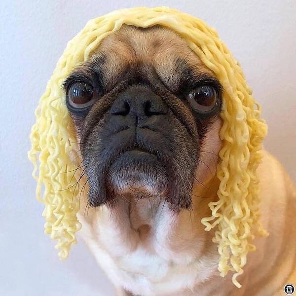 Pawsitively Hilarious Animal Moments Pawsitively Hilarious Animal Moments