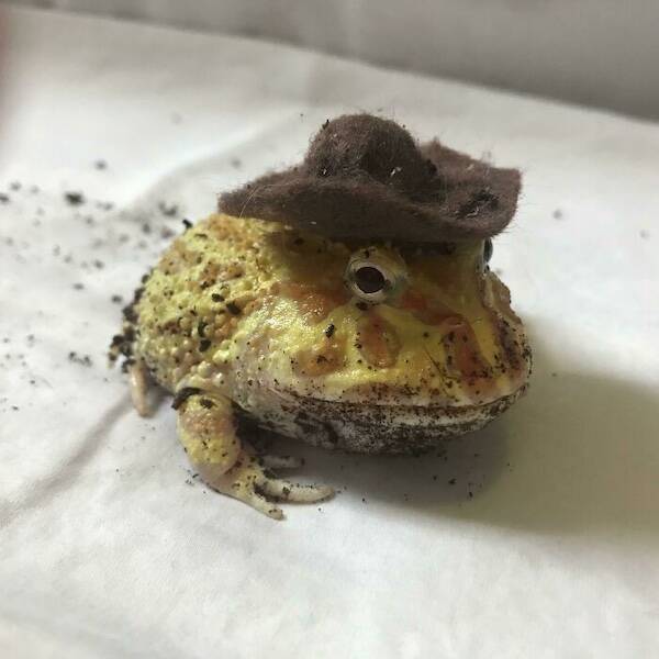 Pawsitively Hilarious Animal Moments Pawsitively Hilarious Animal Moments