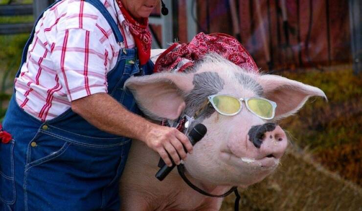 Pawsitively Hilarious Animal Moments Pawsitively Hilarious Animal Moments