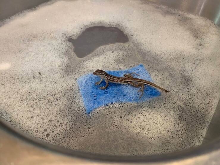 Pawsitively Hilarious Animal Moments Pawsitively Hilarious Animal Moments