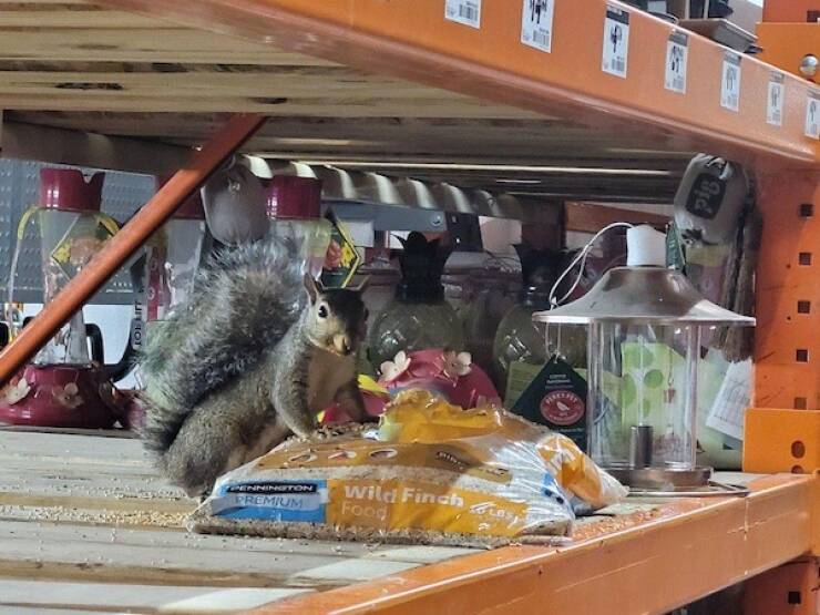 Pawsitively Hilarious Animal Moments Pawsitively Hilarious Animal Moments