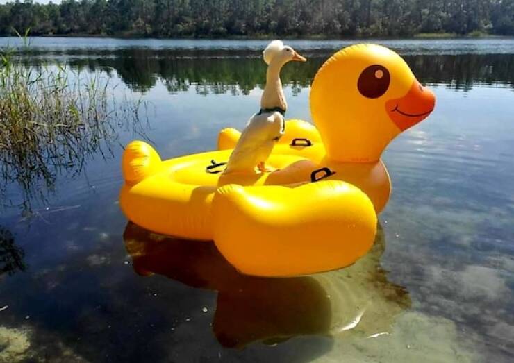 Pawsitively Hilarious Animal Moments Pawsitively Hilarious Animal Moments