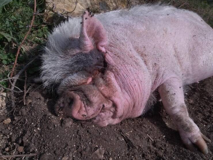 Pawsitively Hilarious Animal Moments Pawsitively Hilarious Animal Moments