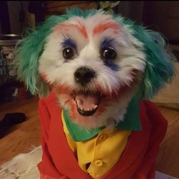 Pawsitively Hilarious Animal Moments Pawsitively Hilarious Animal Moments