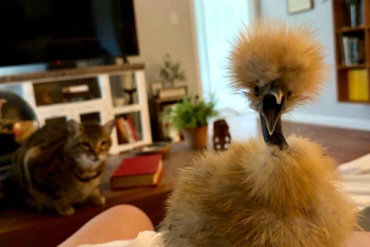 Pawsitively Hilarious Animal Moments Pawsitively Hilarious Animal Moments