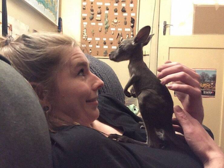 Pawsitively Hilarious Animal Moments Pawsitively Hilarious Animal Moments