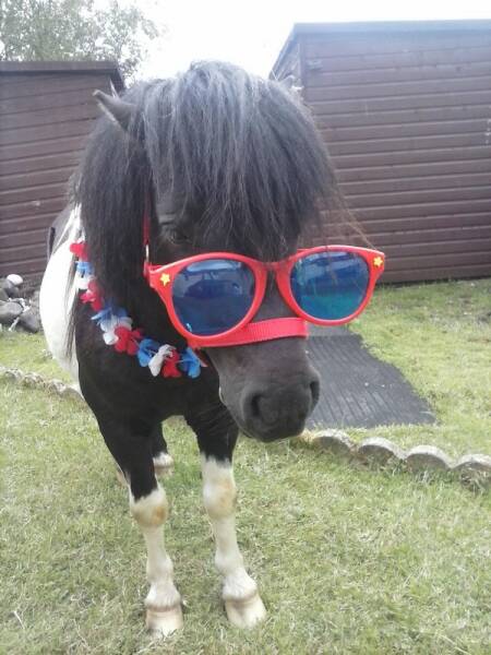 Pawsitively Hilarious Animal Moments