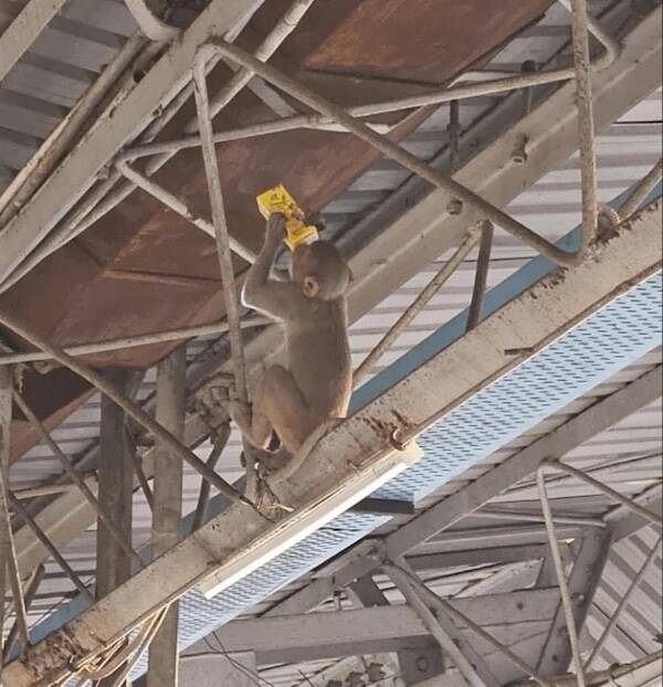 Pawsitively Hilarious Animal Moments