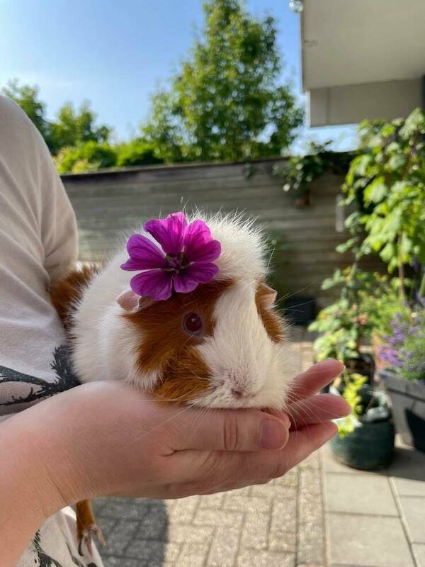 Pawsitively Hilarious Animal Moments