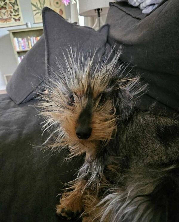 Pawsitively Hilarious Animal Moments