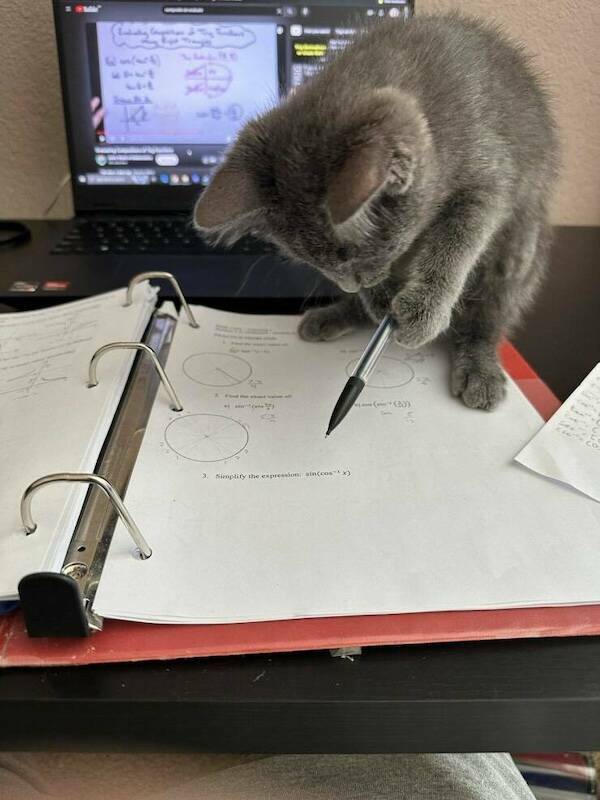 Pawsitively Hilarious Animal Moments