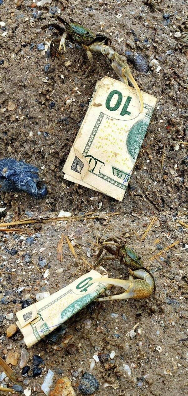 Pawsitively Hilarious Animal Moments Pawsitively Hilarious Animal Moments