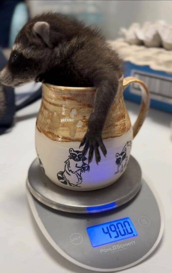 Pawsitively Hilarious Animal Moments Pawsitively Hilarious Animal Moments