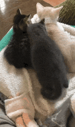 Daily Gifdump Daily Gifdump