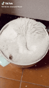 Daily Gifdump Daily Gifdump