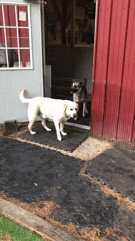 Daily Gifdump Daily Gifdump