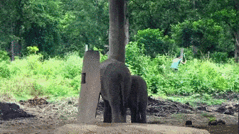 Daily Gifdump Daily Gifdump