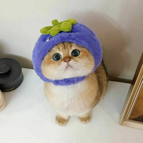 Daily Picdump Daily Picdump