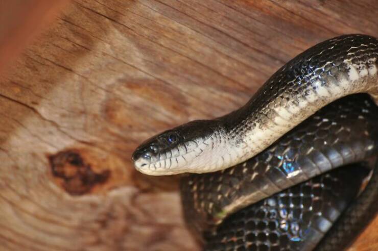 From Quirky Customs to Crazy Stats: Country Facts Revealed