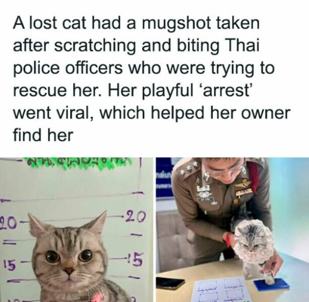 Furry Friends Who Instantly Boost Your Mood