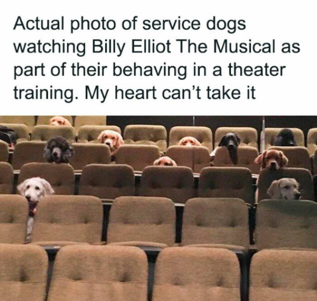 Furry Friends Who Instantly Boost Your Mood