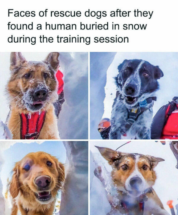 Furry Friends Who Instantly Boost Your Mood