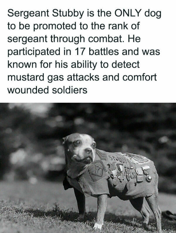 Furry Friends Who Instantly Boost Your Mood