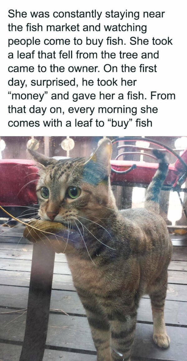 Furry Friends Who Instantly Boost Your Mood