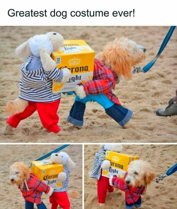 Furry Friends Who Instantly Boost Your Mood