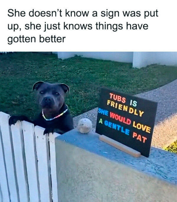 Furry Friends Who Instantly Boost Your Mood