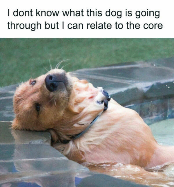 Furry Friends Who Instantly Boost Your Mood