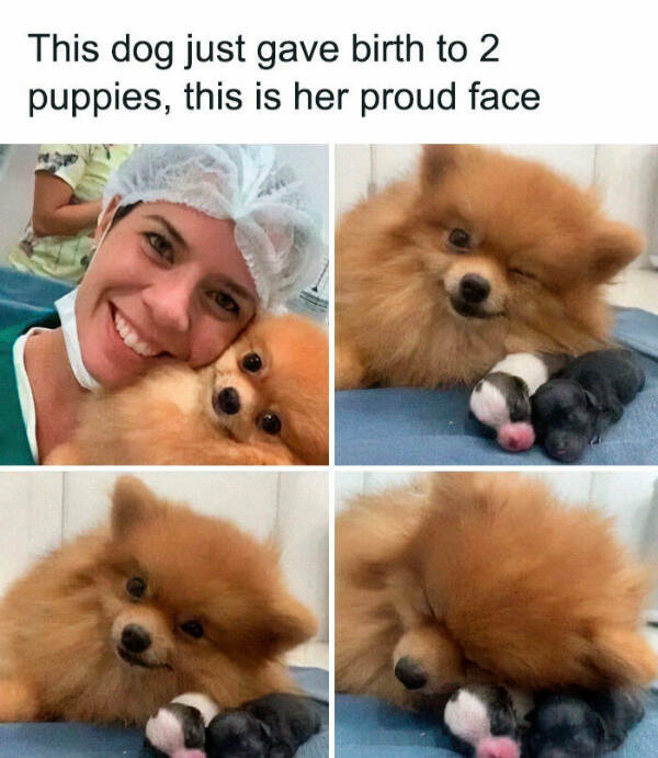 Furry Friends Who Instantly Boost Your Mood