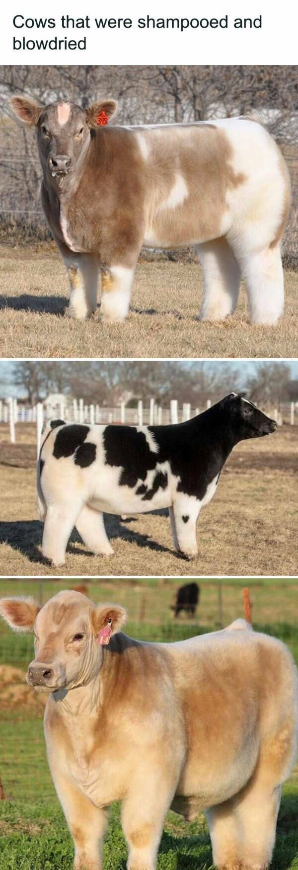 Furry Friends Who Instantly Boost Your Mood