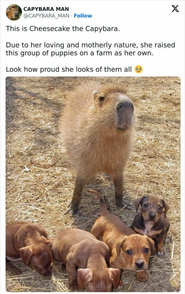 Furry Friends Who Instantly Boost Your Mood