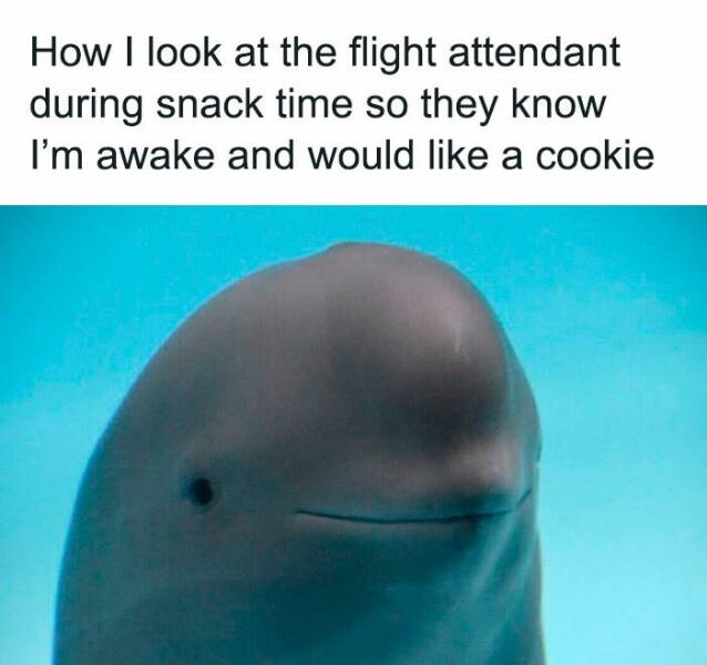 Random Meme Madness You Didn’t Know You Needed