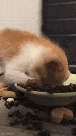 Daily Gifdump Daily Gifdump